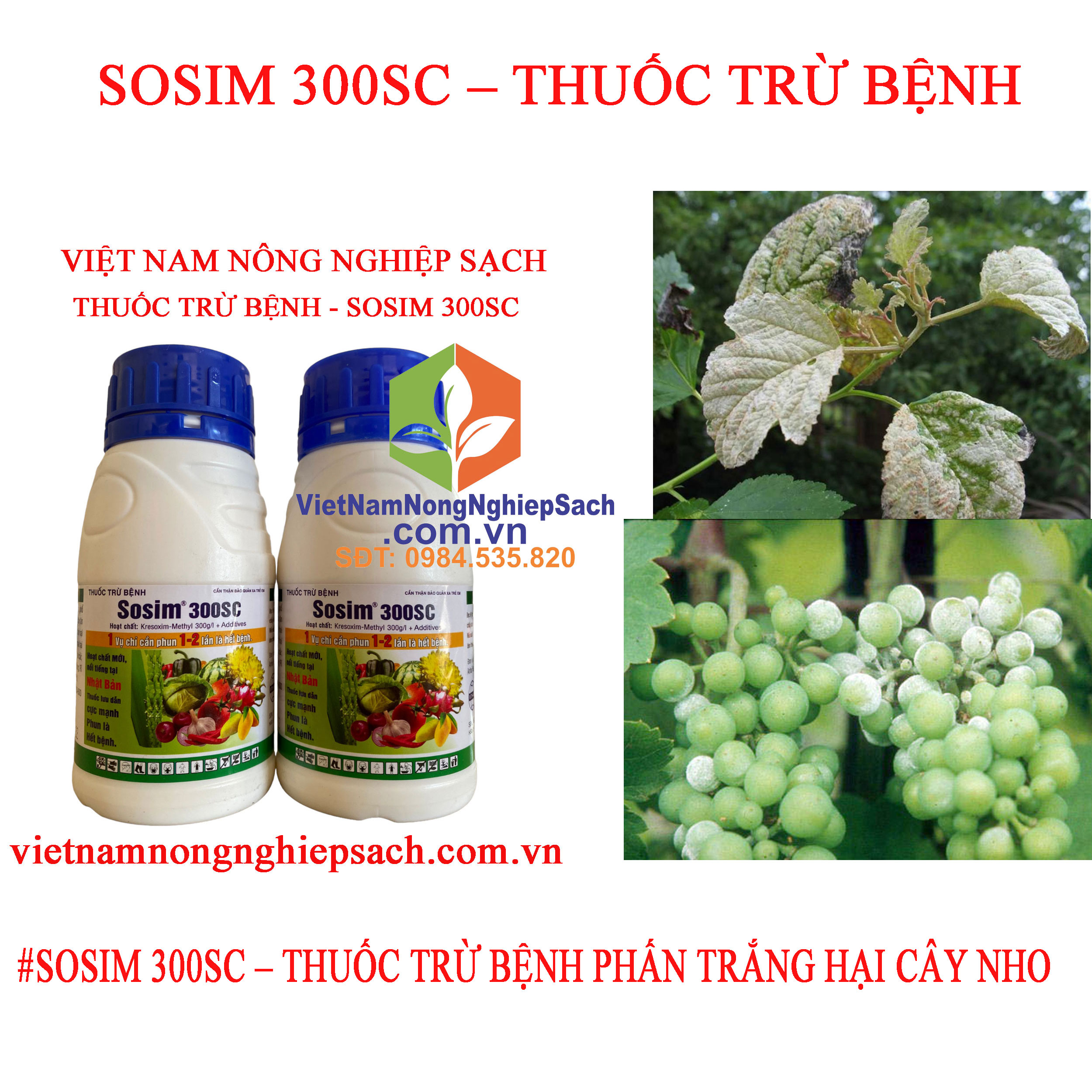 SOSIM-PHẤN-TRẮNG-NHO