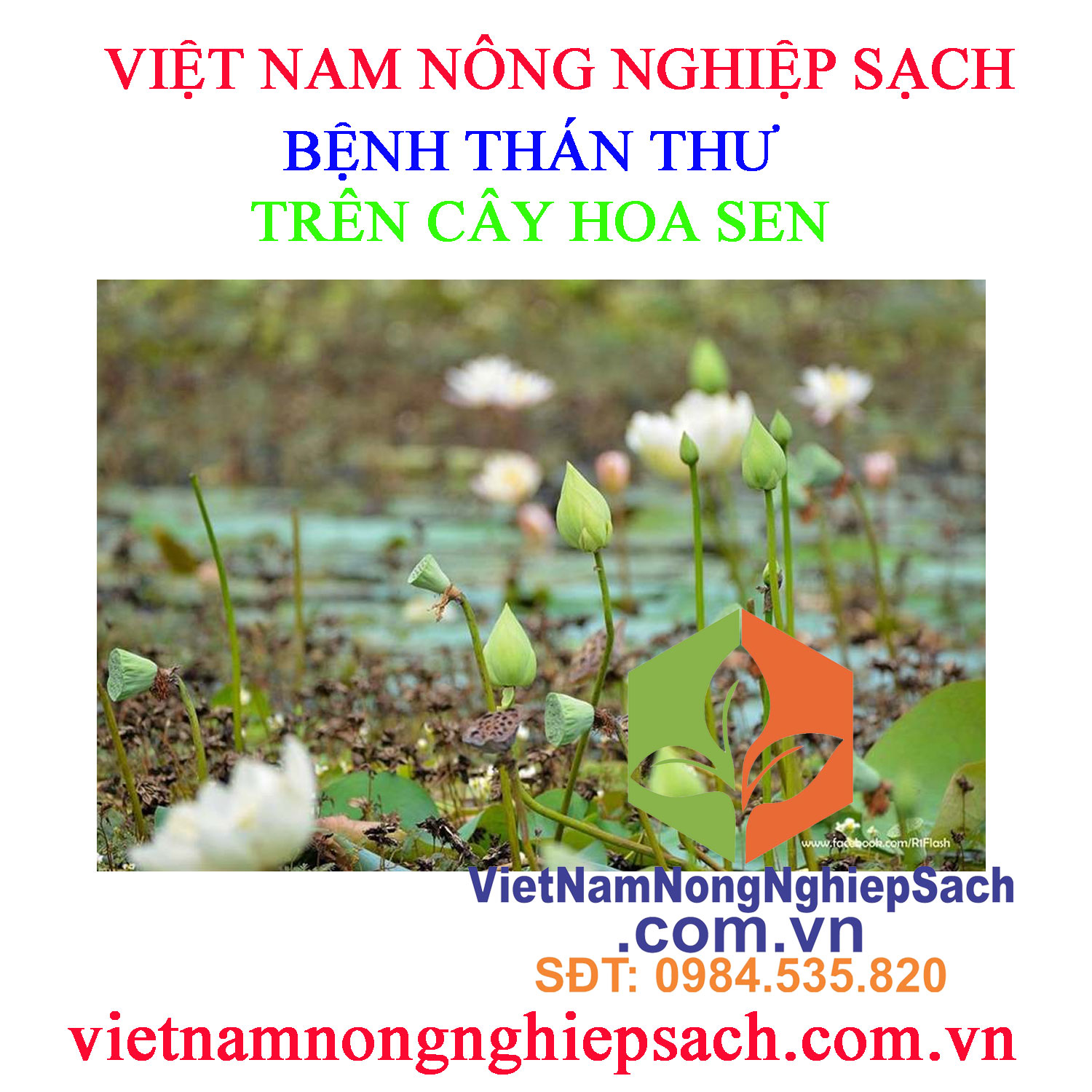 THÁN-THƯ-HOA-SEN