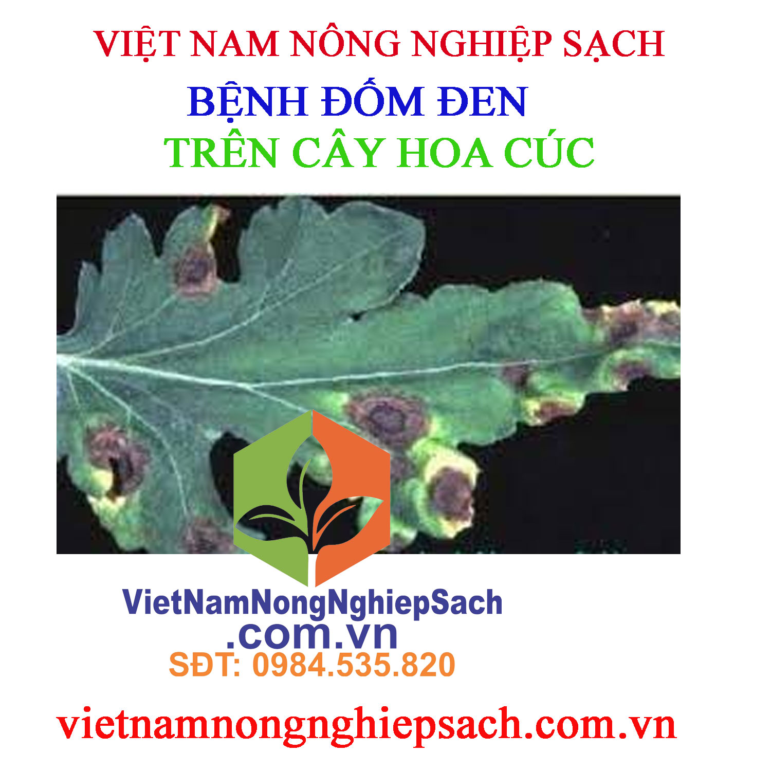 ĐỐM-ĐEN-HOA-CÚC