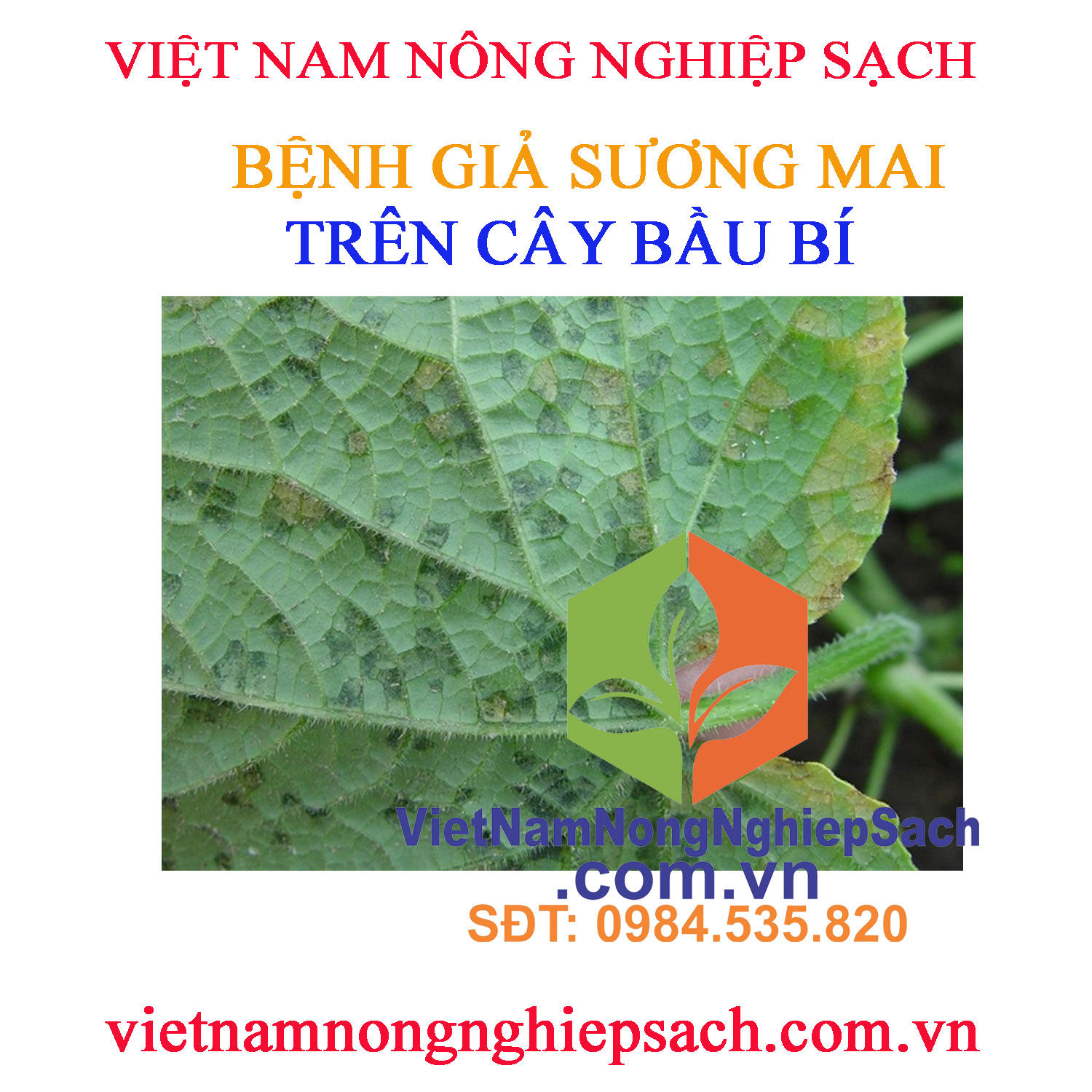 GIẢ-SƯƠNG-MAI-BẦU-BÍ-MẶT-SAU