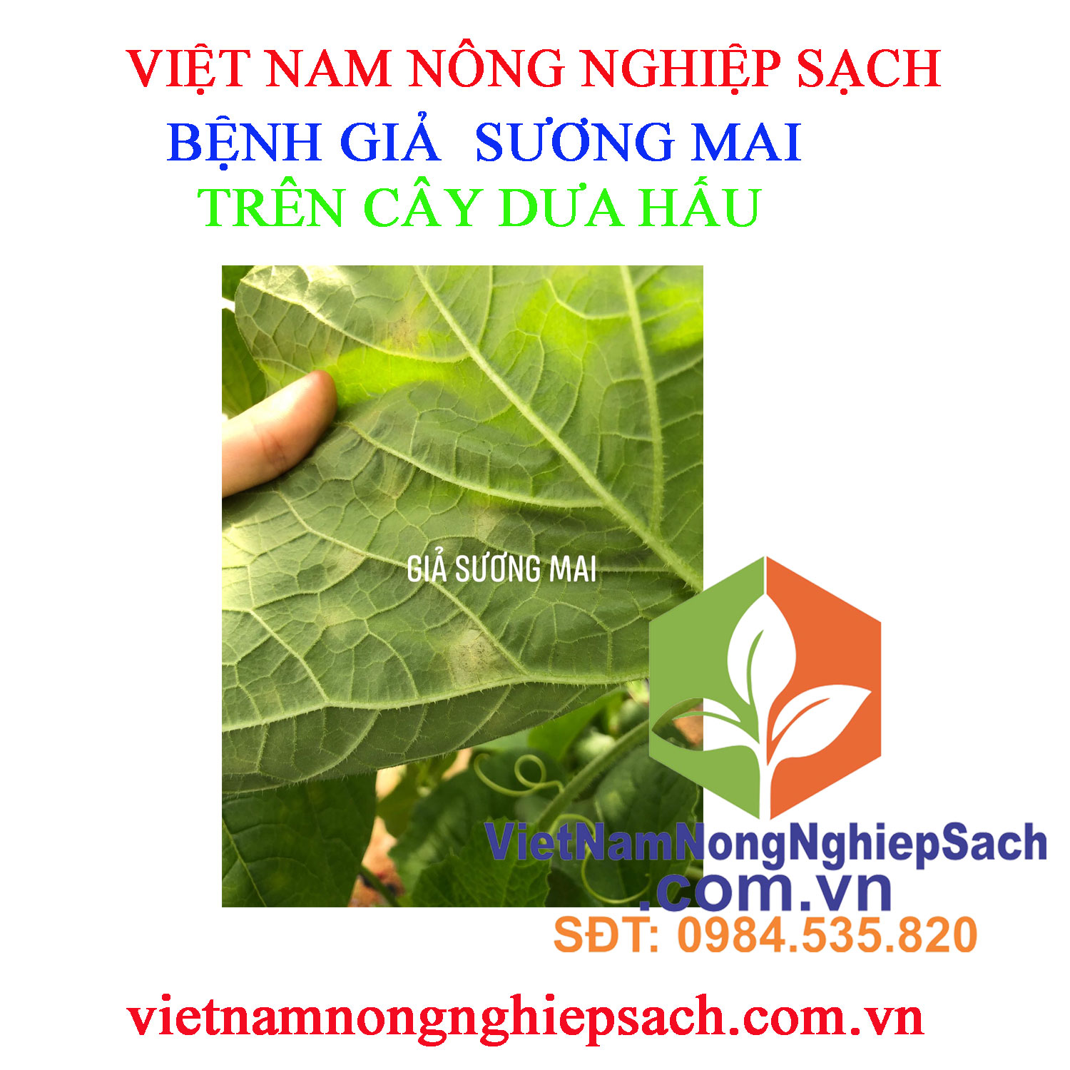 GIẢ-SƯƠNG-MAI-DƯA-HẤU