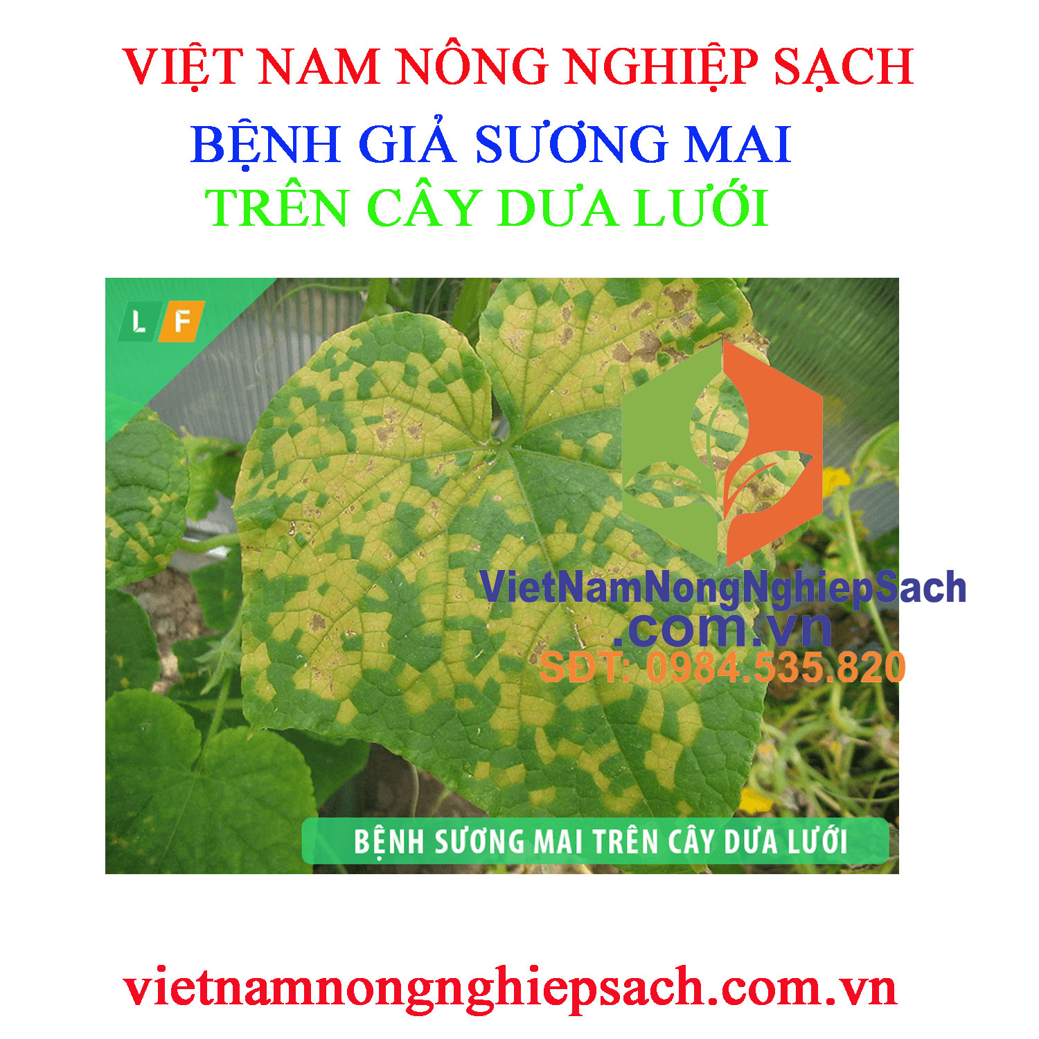 GIẢ-SƯƠNG-MAI-DƯA-LƯỚI