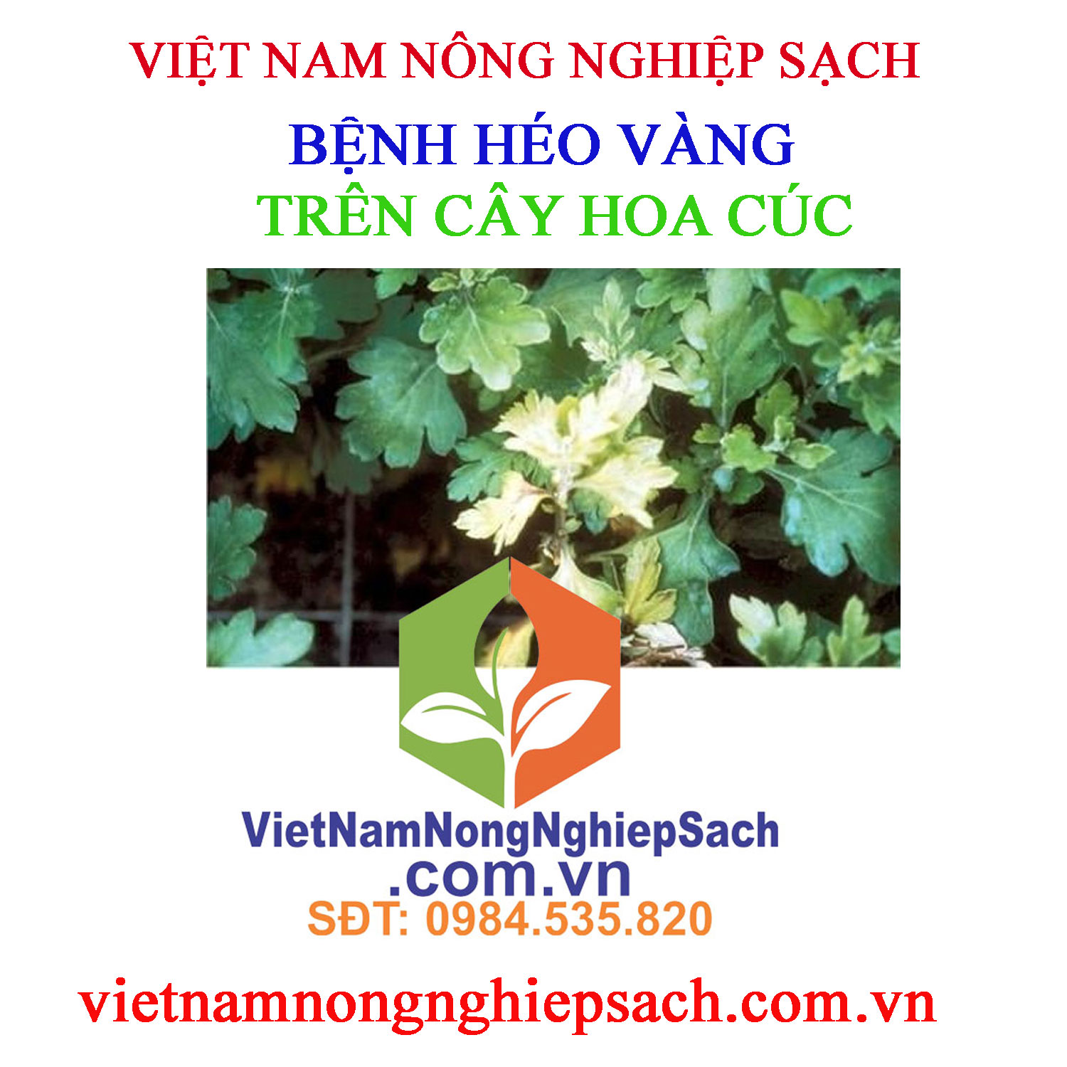 HÉO-VÀNG-HOA-CÚC