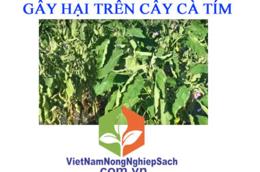 THẦN ĐÈN DIỆT KHUẨN –  ĐẶC TRỊ BỆNH HÉO XANH TRÊN CÂY CÀ TÍM – VIỆT NAM NÔNG NGHIỆP SẠCH