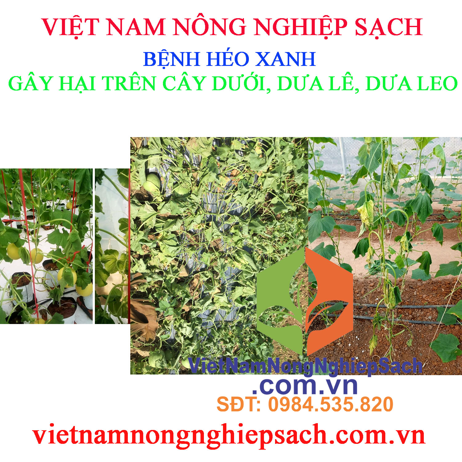 HÉO-XANH-HỌ-DƯA