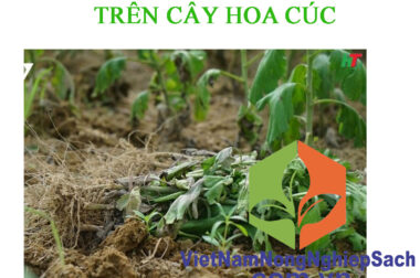 ELCARIN 0.5SL – ĐẶC TRỊ BỆNH HÉO XANH TRÊN CÂY HOA CÚC – VIỆT NAM NÔNG NGHIỆP SẠCH