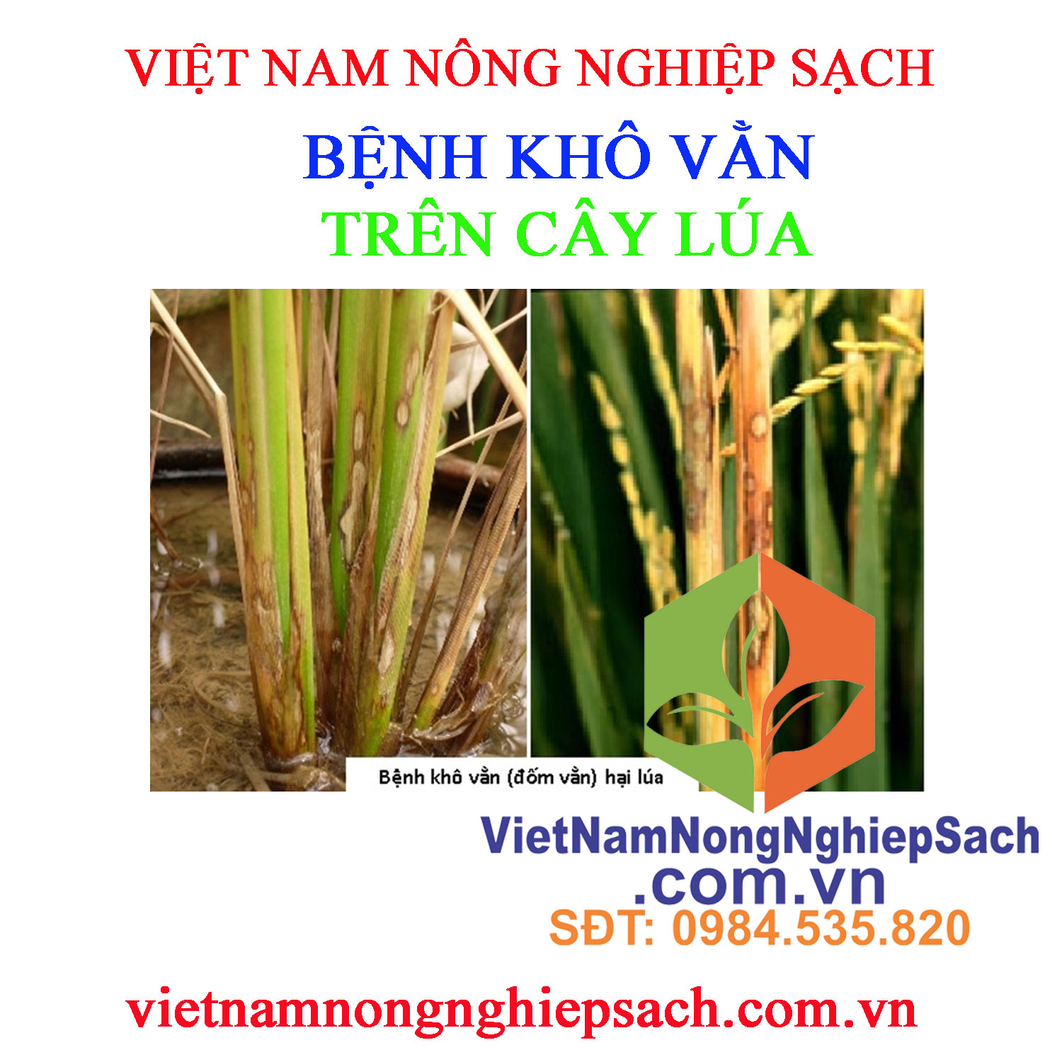 KHÔ-VẰN-LÚA