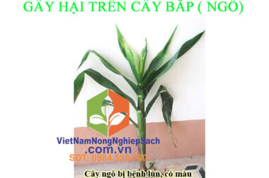 THẦN ĐÈN DIỆT KHUẨN – ĐẶC TRỊ BỆNH LÙN SỌC ĐEN TRÊN NGÔ ( BẮP ) – VIỆT NAM NÔNG NGHIỆP SẠCH