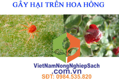 CÁCH PHÒNG TRỪ NHỆN ĐỎ GÂY HẠI TRÊN HOA HỒNG HIỆU QUẢ NHẤT – VIỆT NAM NÔNG NGHIỆP SẠCH