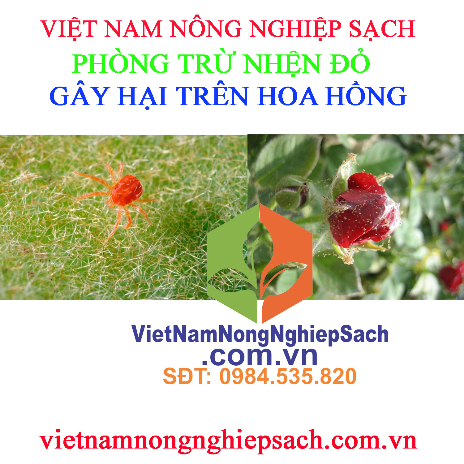 NHỆN-ĐỎ-HOA-HỒNG