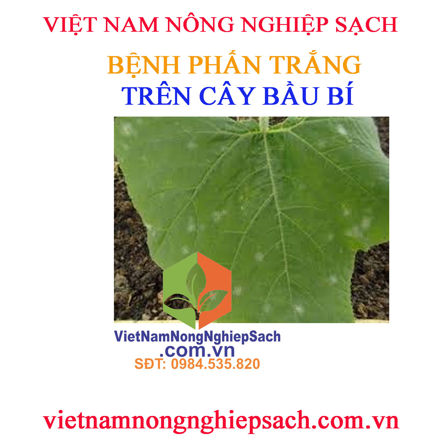 PHẤN-TRẮNG-BẦU-BÍ