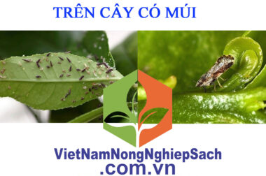 BIỆN PHÁP PHÒNG TRỪ RẦY CHỔNG CÁNH TRÊN CÂY CÓ MÚI – VIỆT NAM NÔNG NGHIỆP SẠCH