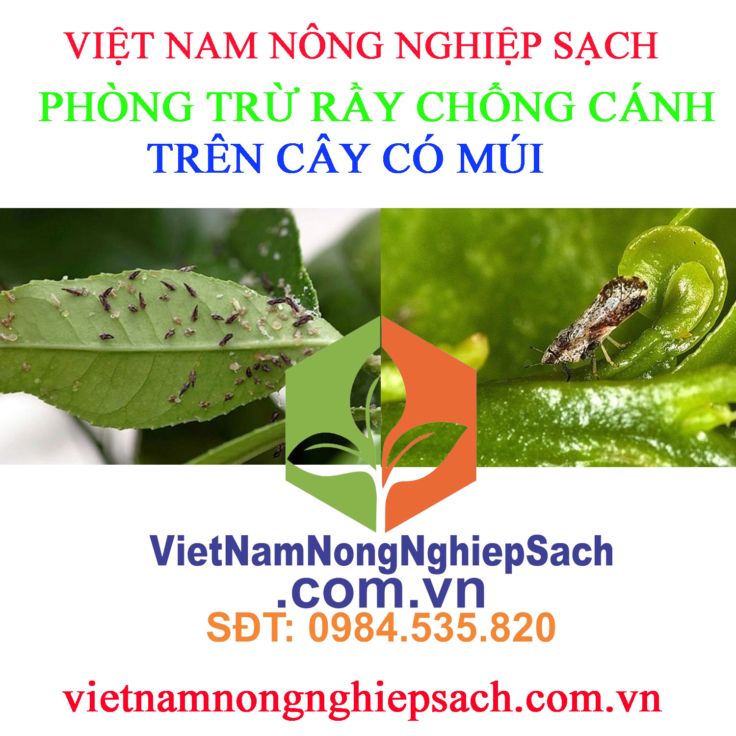 RẦY-CHỔNG-CÁNH-CÂY-CÓ-MÚI