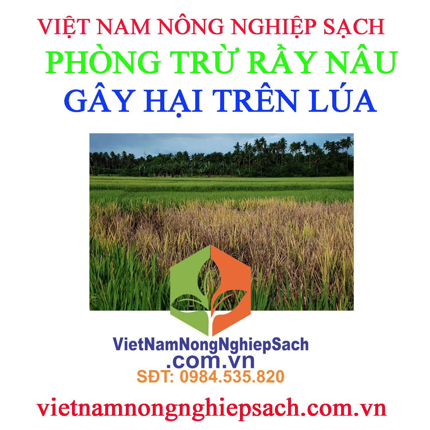 RẦY-NÂU-HẠI-LÚA-1