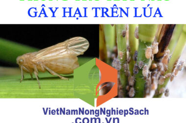 BIỆN PHÁP PHÒNG TRỪ RẦY NÂU GÂY HẠI TRÊN LÚA – VIỆT NAM NÔNG NGHIỆP SẠCH