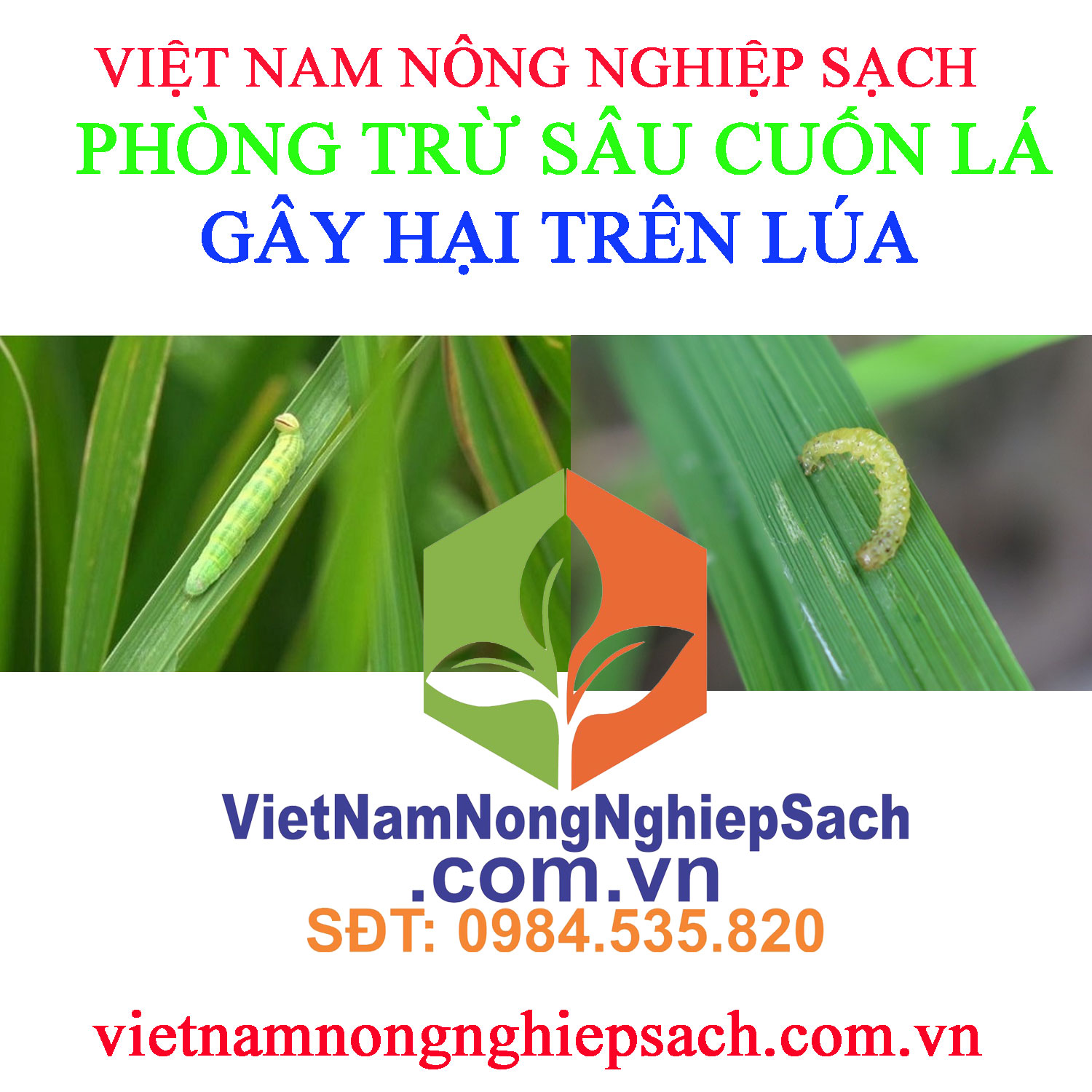 SÂU-CUỐN-LÁ-LÚA