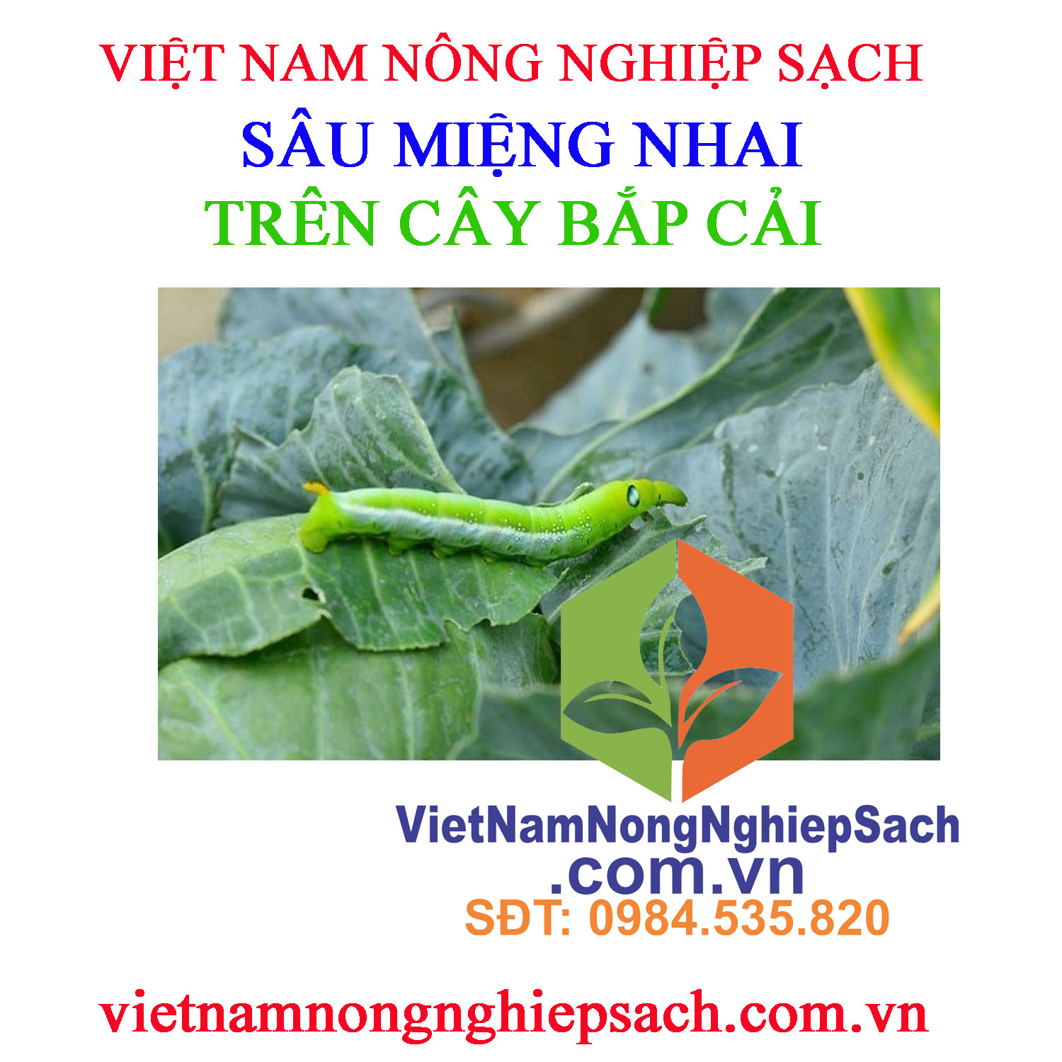 SÂU-MIỆNG-NHAI-BẮP-CẢI