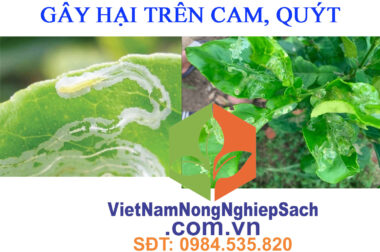 BIỆN PHÁP PHÒNG TRỪ SÂU VẼ BÙA GÂY HẠI TRÊN CAM, QUÝT – VIỆT NAM NÔNG NGHIỆP SẠCH