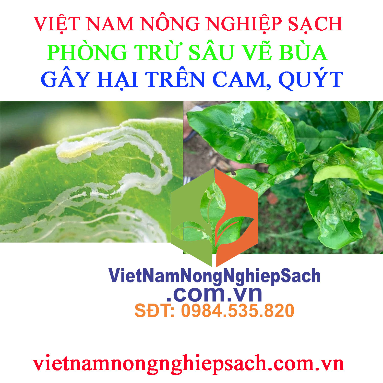 SÂU-VẼ-BÙA-CAM-QUÝT