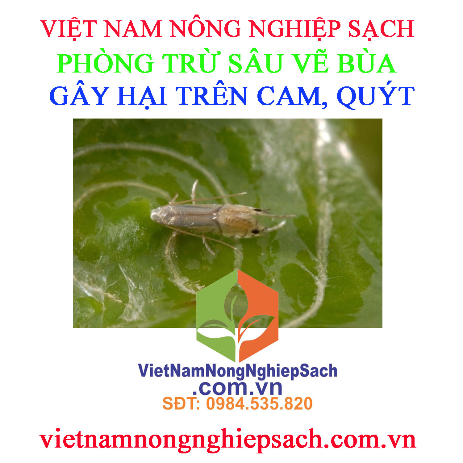 SÂU-VẼ-BÙA-CÂY-CÓ-MÚI