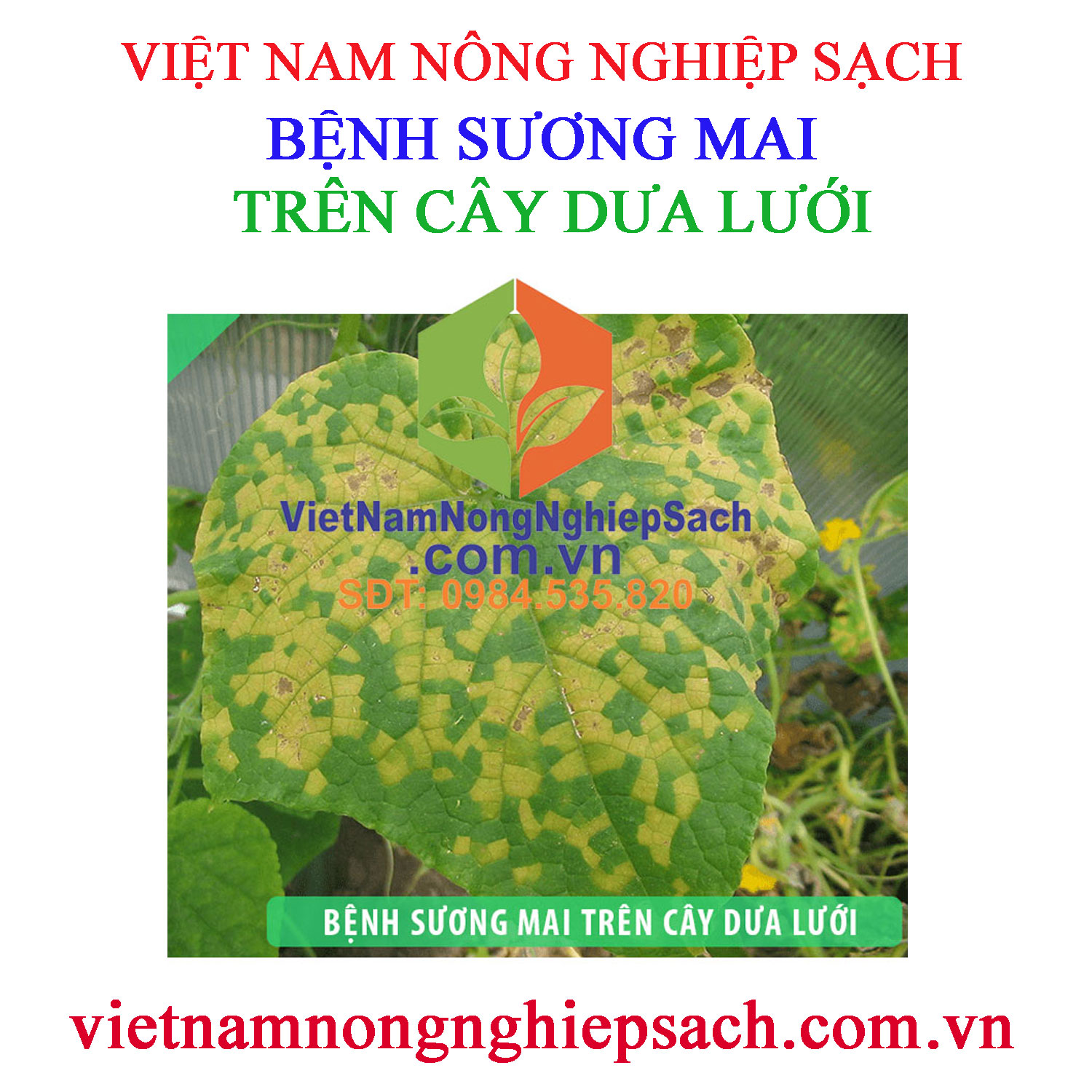 SƯƠNG-MAI-DƯA-LƯỚI