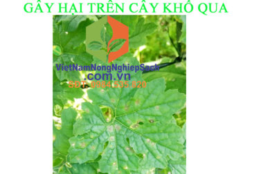 THẦN ĐÈN DIỆT KHUẨN – ĐẶC TRỊ BỆNH THÁN THƯ TRÊN CÂY MƯỚP ĐẮNG ( KHỔ QUA ) – VIỆT NAM NÔNG NGHIỆP SẠCH