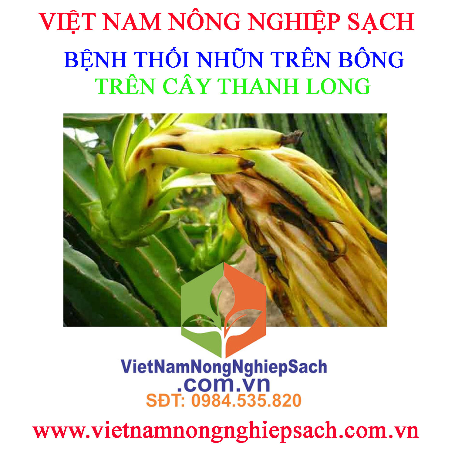 THỐI-NHŨN-BÔNG