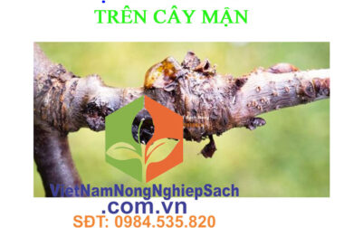 TẨY SẠCH KHUẨN – ĐẶC TRỊ BỆNH THỐI NHŨN TRÊN CÂY MẬN – VIỆT NAM NÔNG NGHIỆP SẠCH