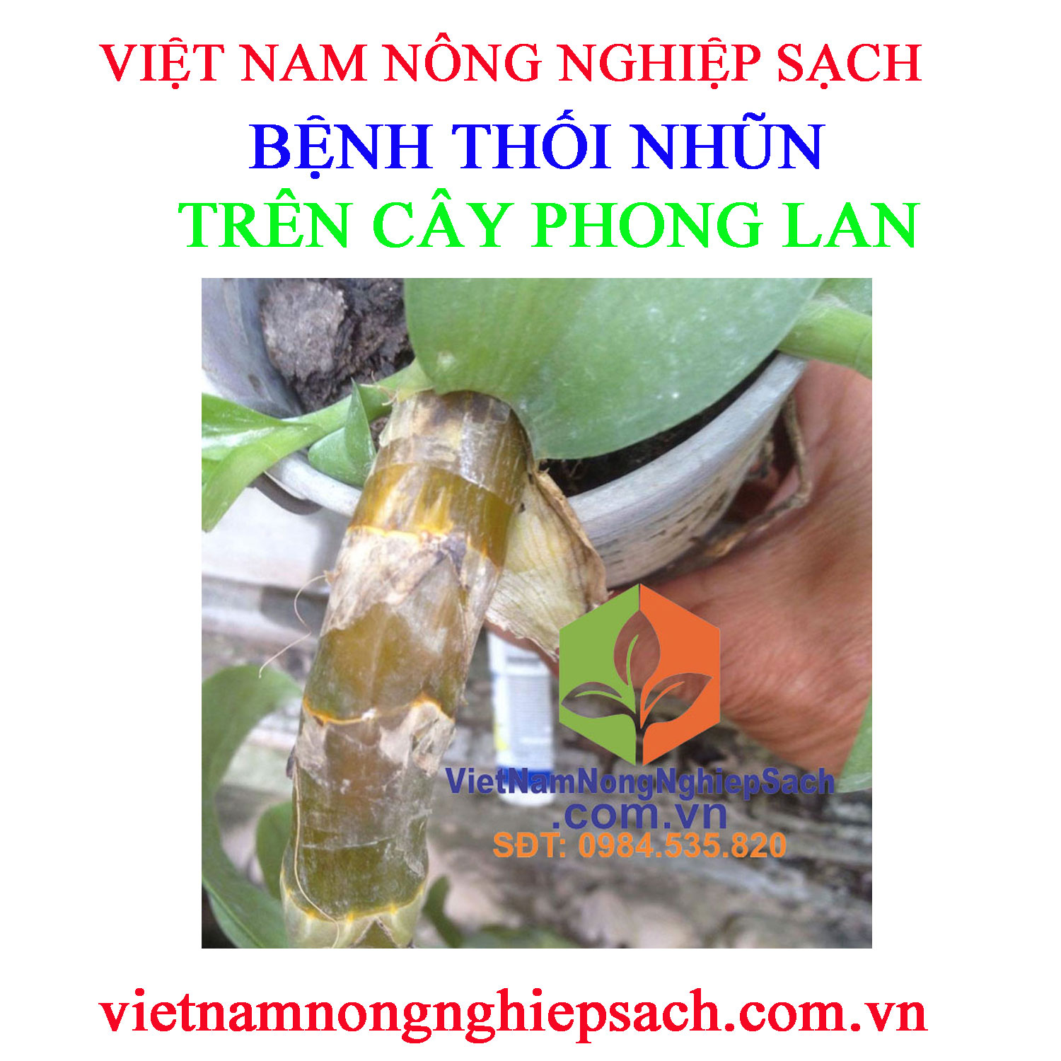 THỐI-NHŨN-PHONG-LAN-1