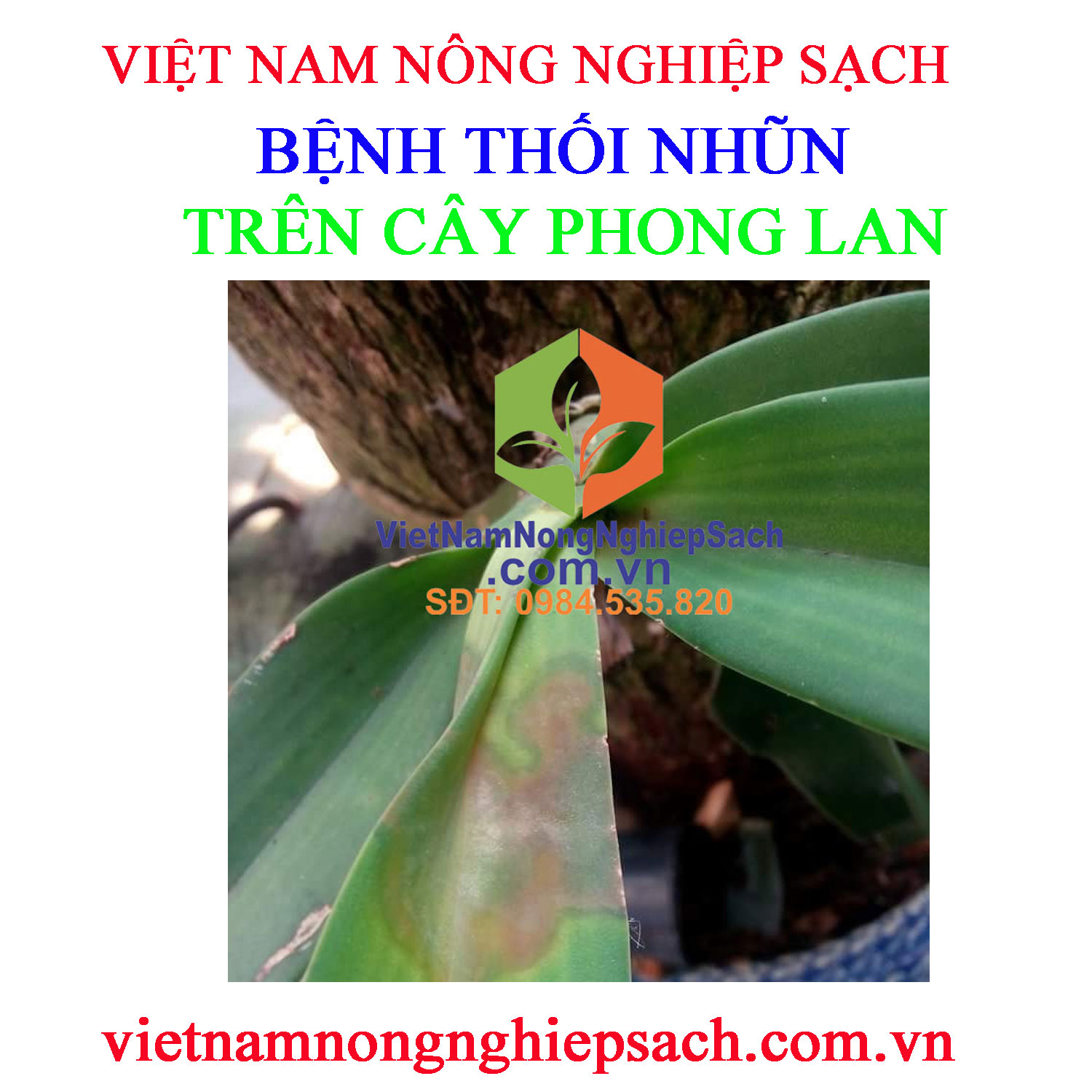 THỐI-NHŨN-PHONG-LAN-2