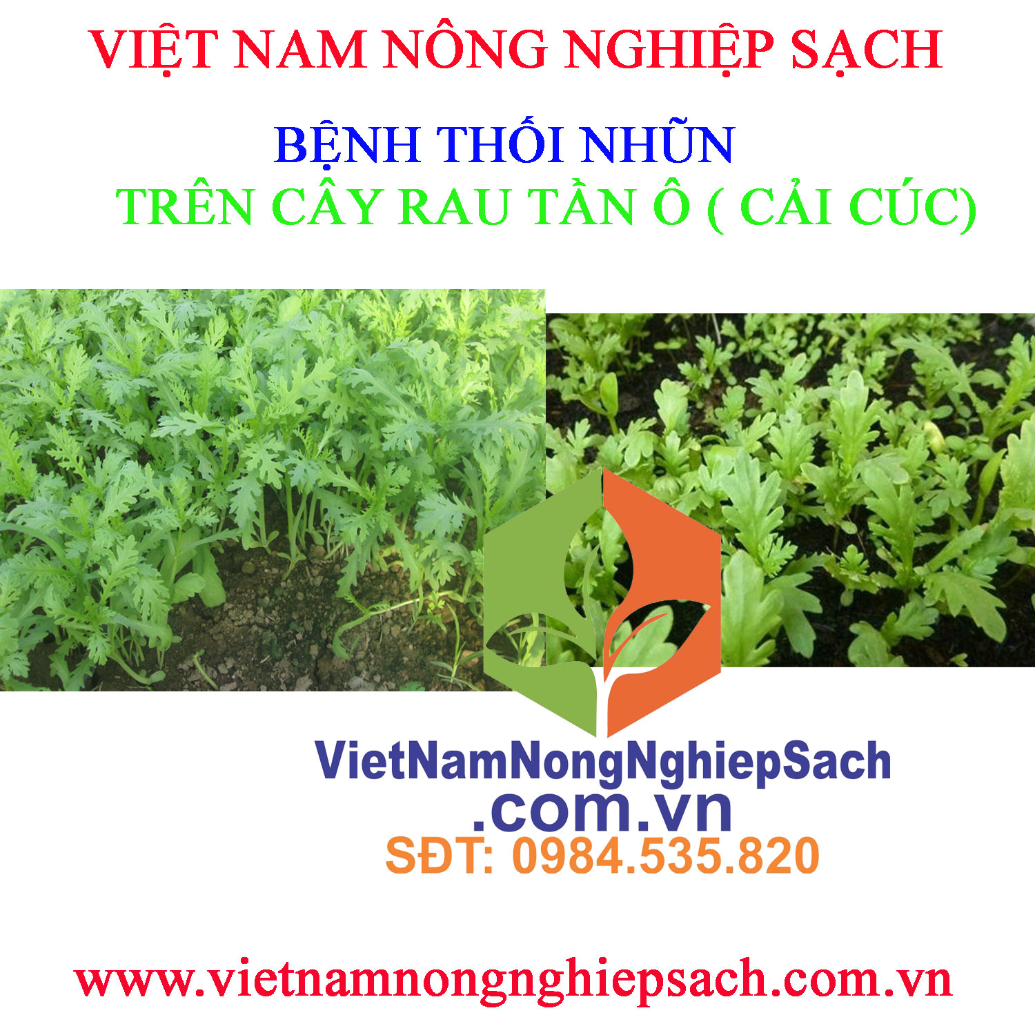 THỐI-NHŨN-RAU-TẦN-Ô