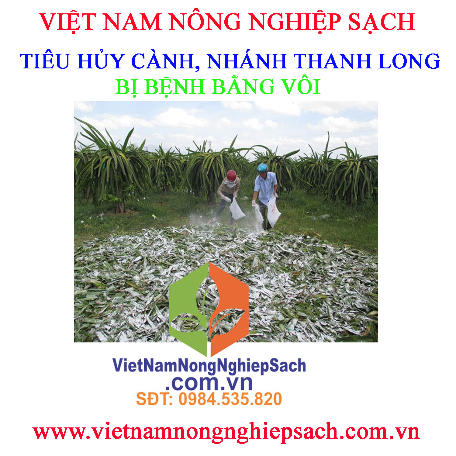 THỐI-NHŨN-THANH-LONG-1