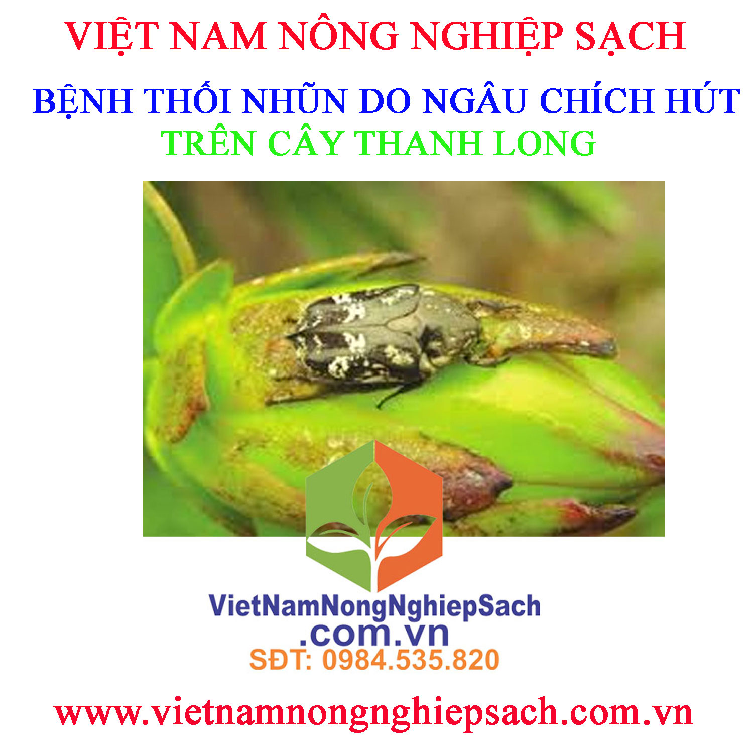 THỐI-NHŨN-THANH-LONG