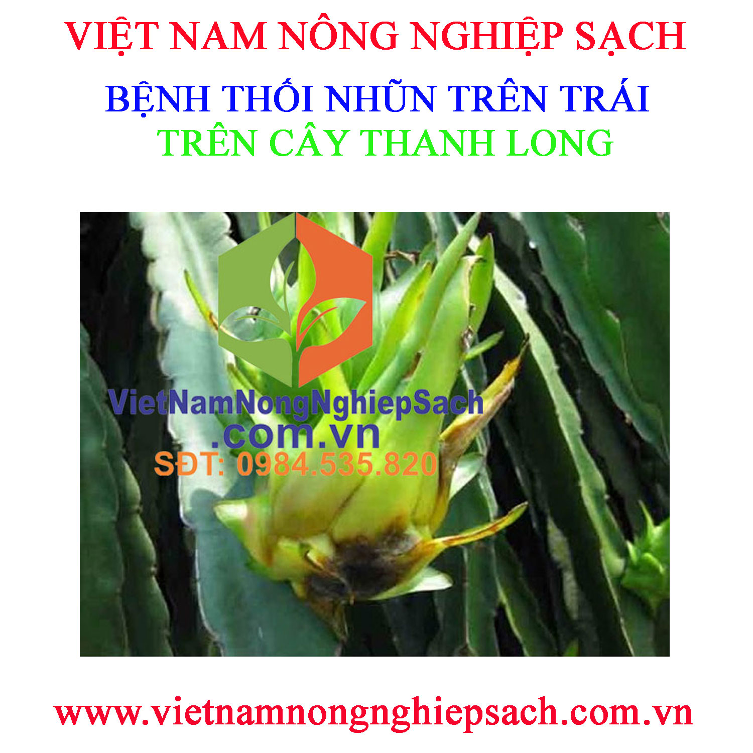 THỐI-NHŨN-TRÁI-THANH-LONG