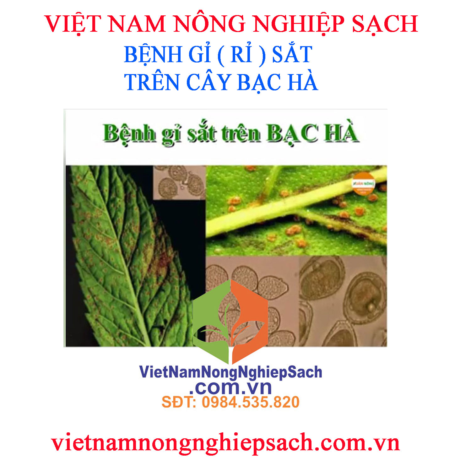 BỆNH-RỈ-SẮT-BẠC-HÀ