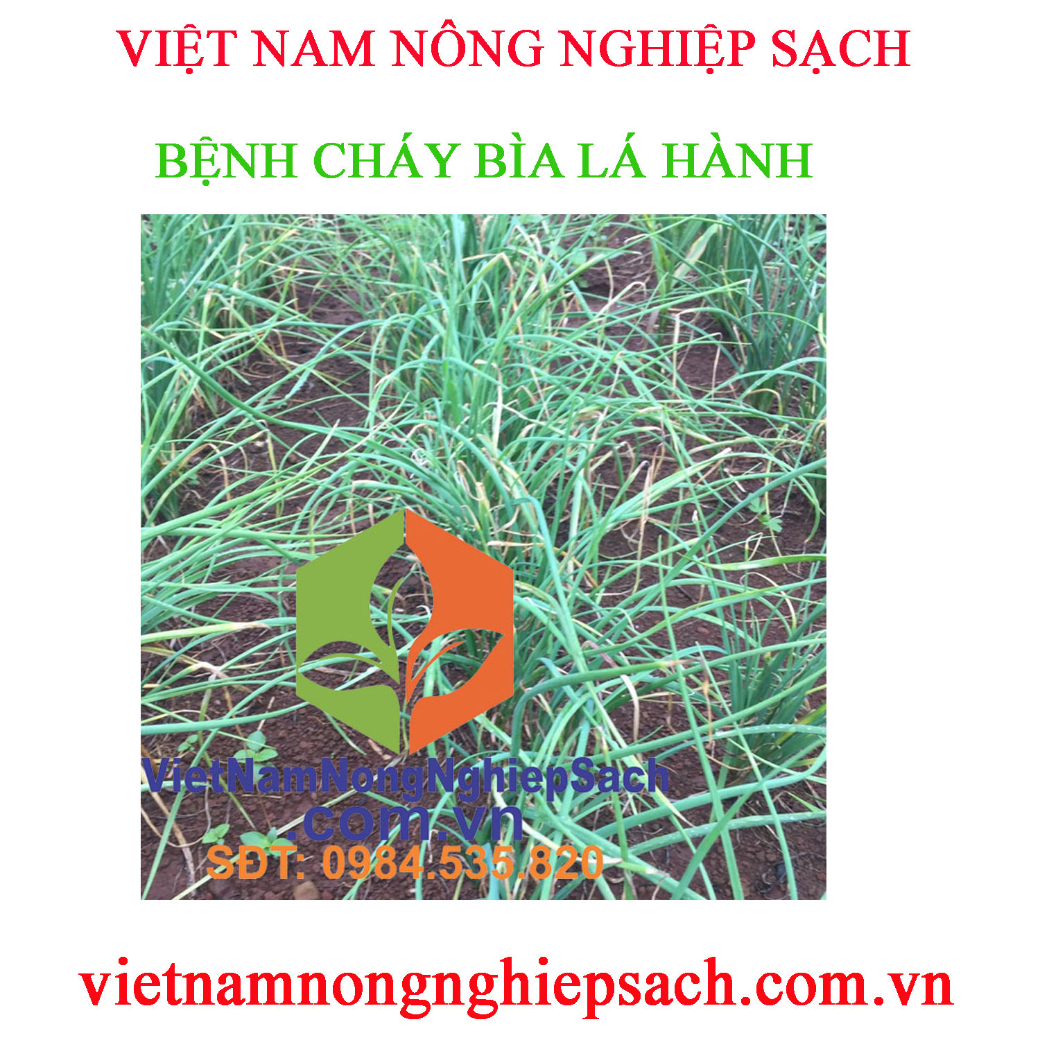 CHÁY-BÌA-LÁ-HÀNH