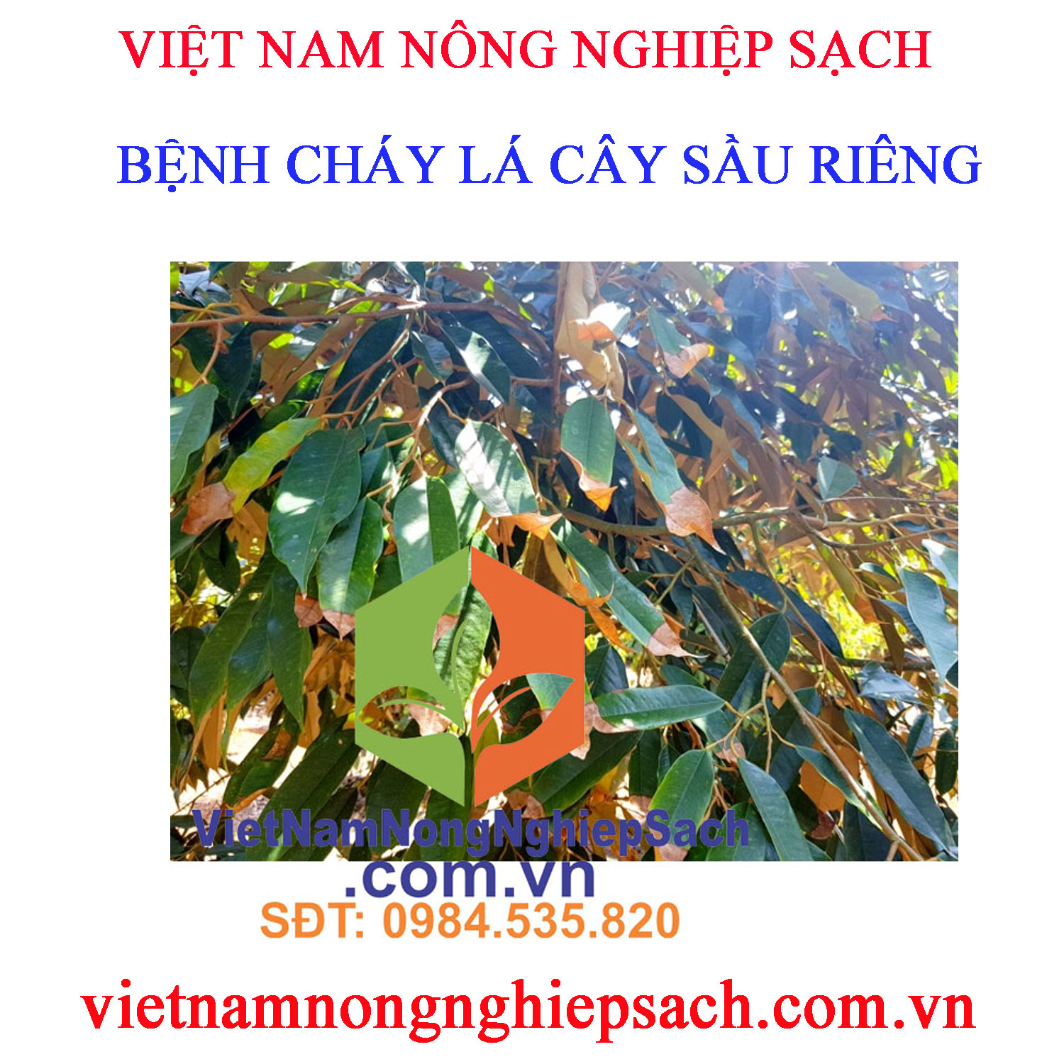 CHÁY-LÁ-SẦU-RIÊNG