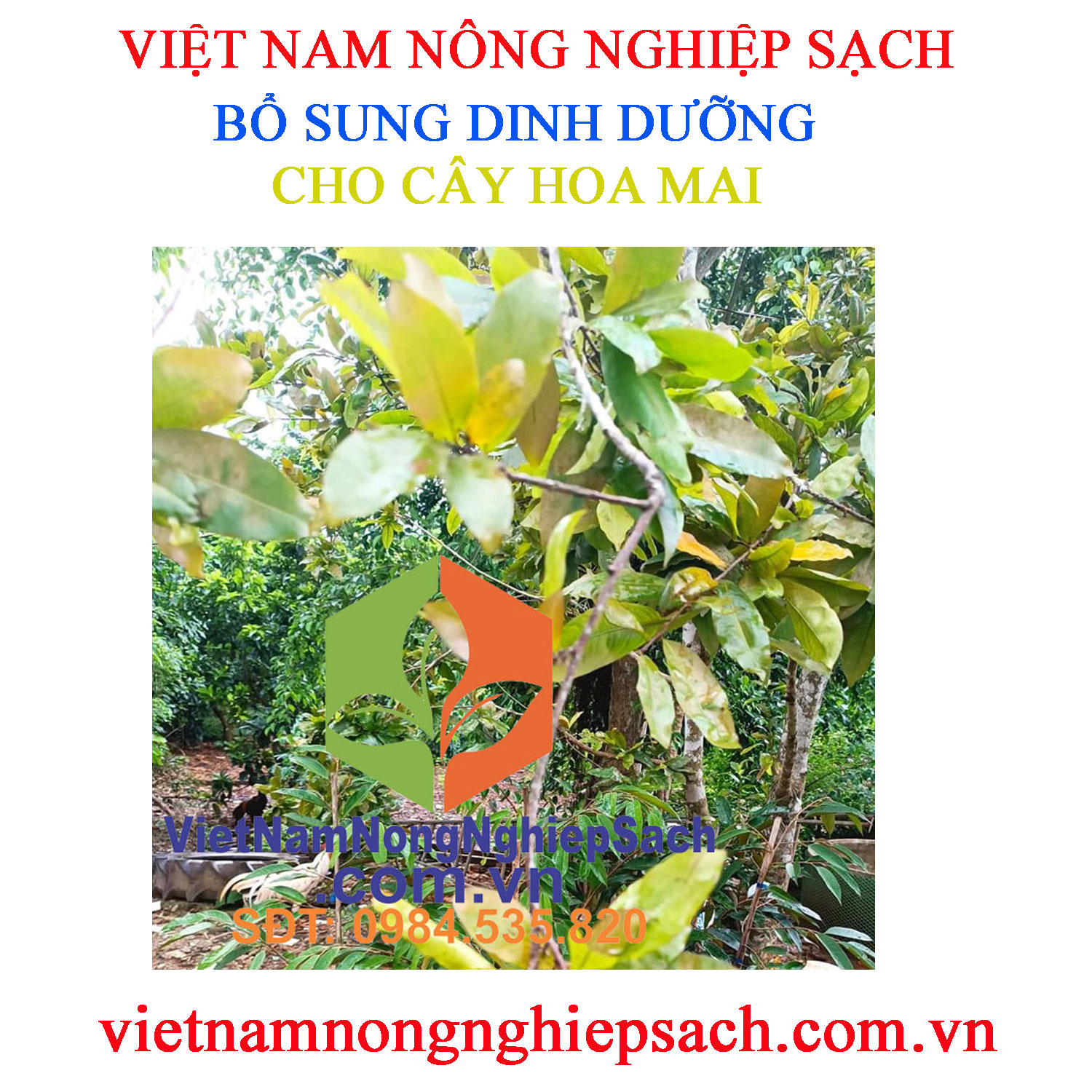 DINH-DƯỠNG-HOA-MAI