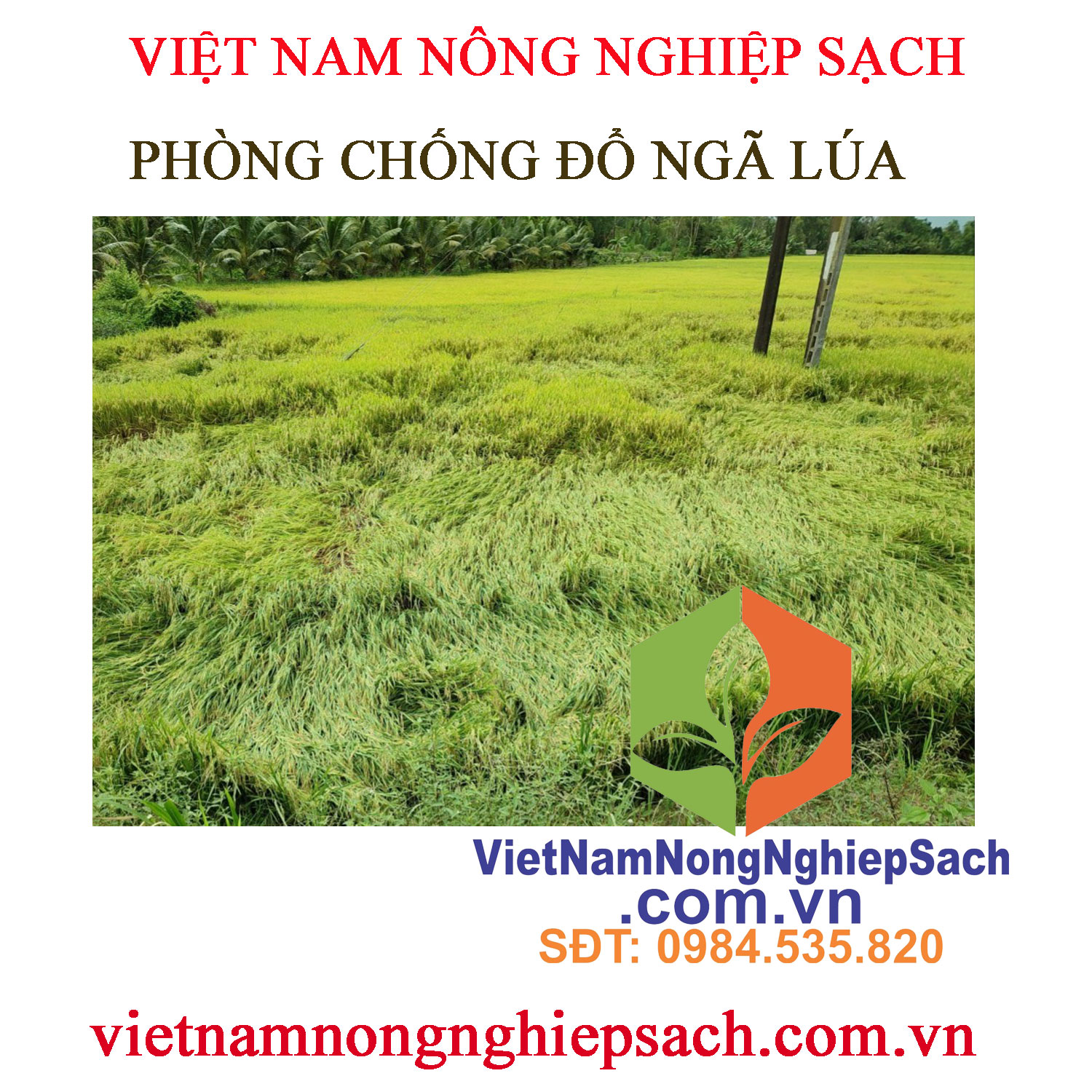 ĐỔ-NGÃ-LÚA