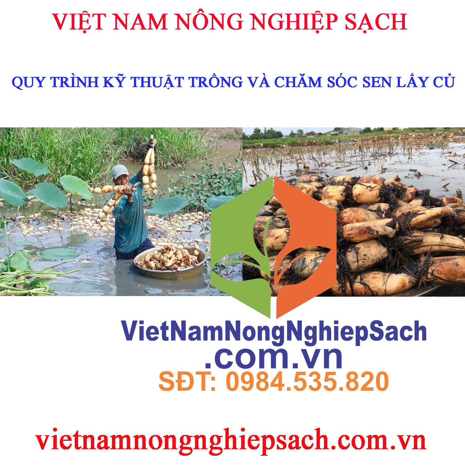 SEN SỦ