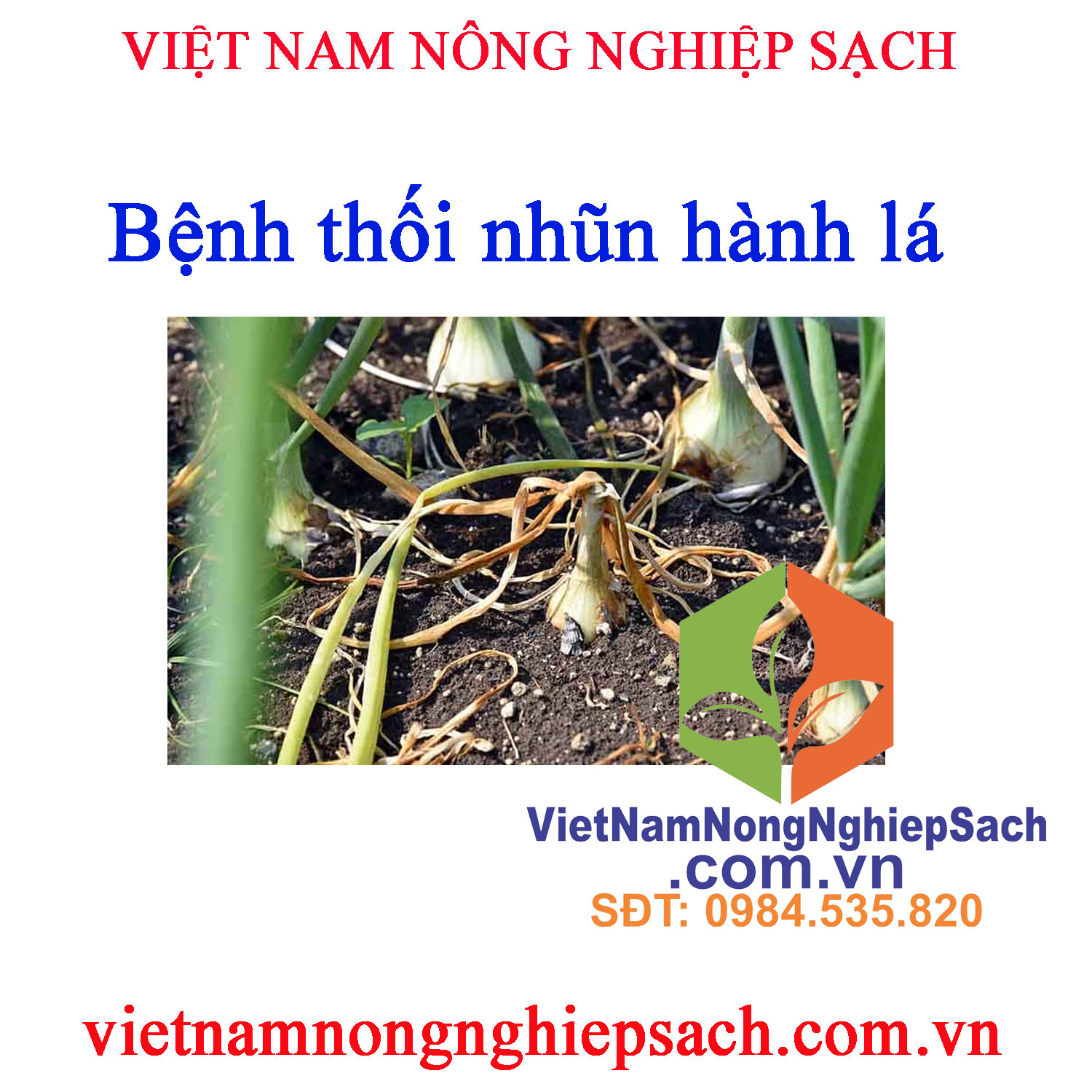 THỐI-NHŨN-HÀNH-LÁ