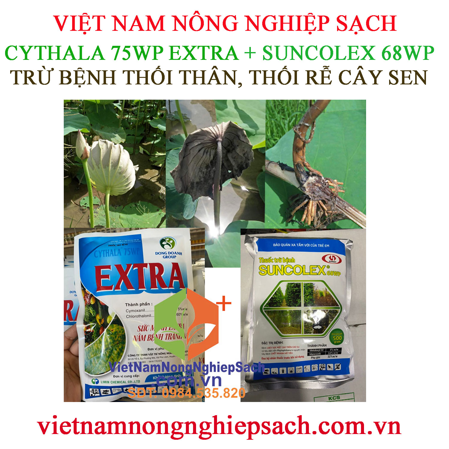 THỐI-THÂN-THỐI-RỄ-SEN