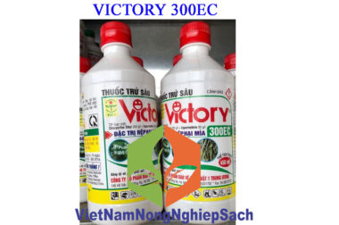 VICTORY 300EC – THUỐC ĐẶC TRỊ RỆP GÂY HẠI TRÊN MÍA – VIỆT NAM NÔNG NGHIỆP SẠCH