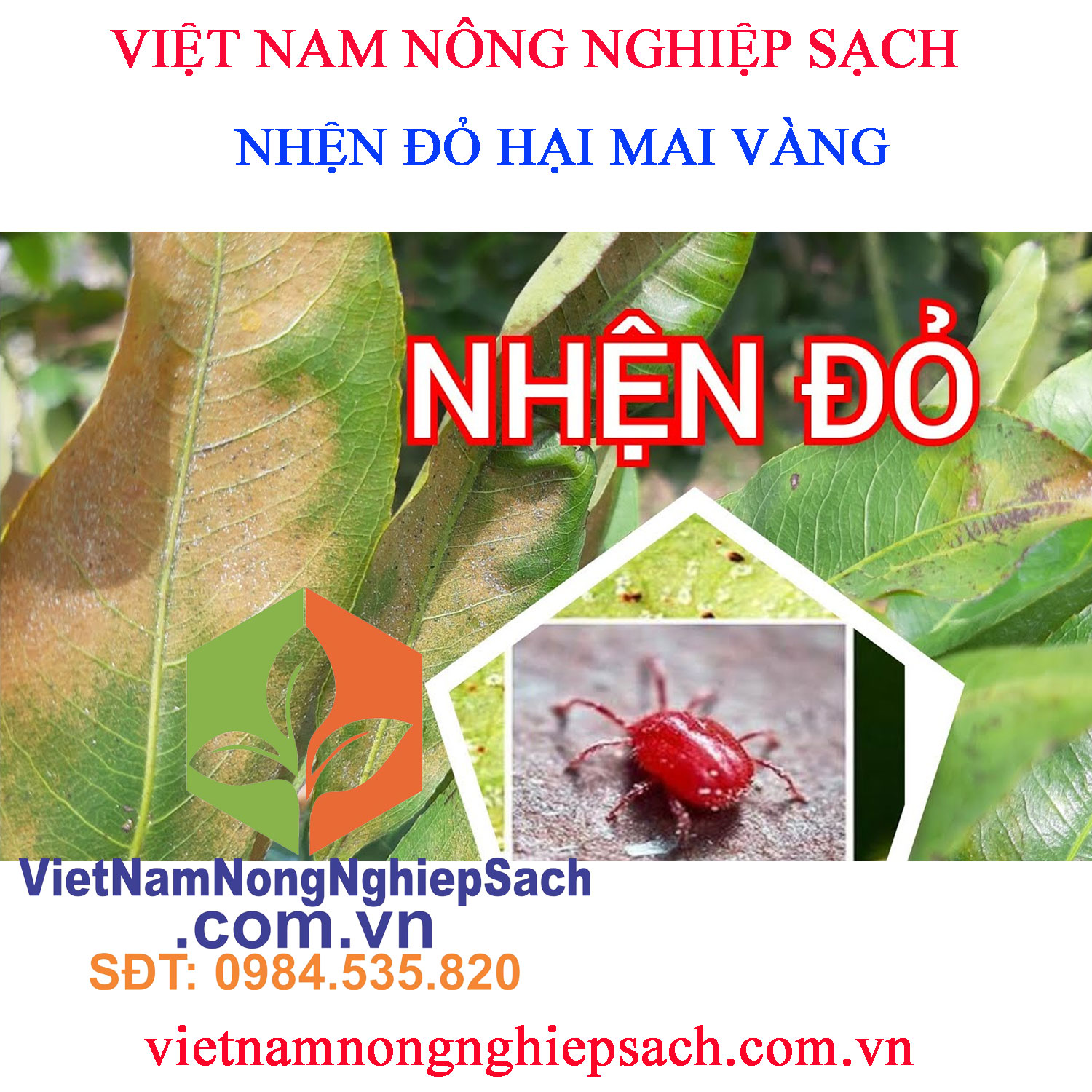 nhện-đỏ-hại-mai