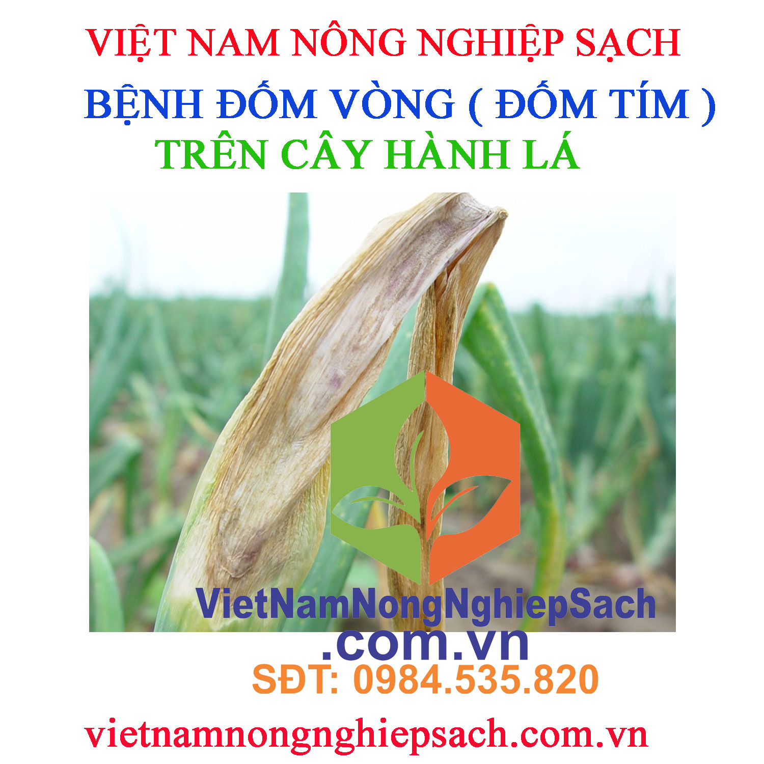 ĐỐM-VÒNG-HÀNH-LÁ