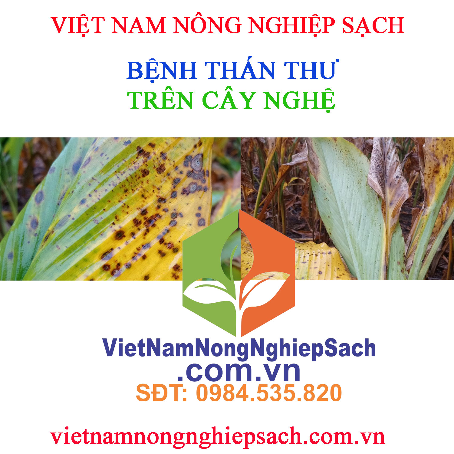 THÁN-THƯ-NGHỆ