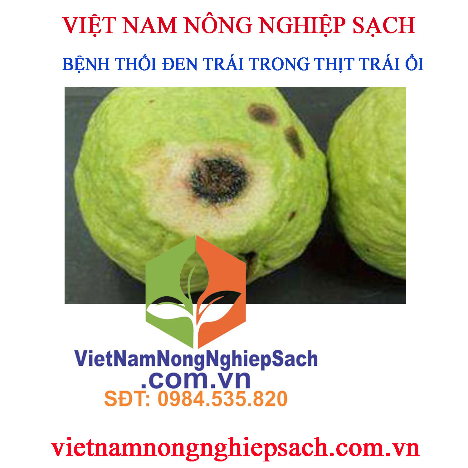 THỐI-ĐEN-TRÁI-ỔI-1