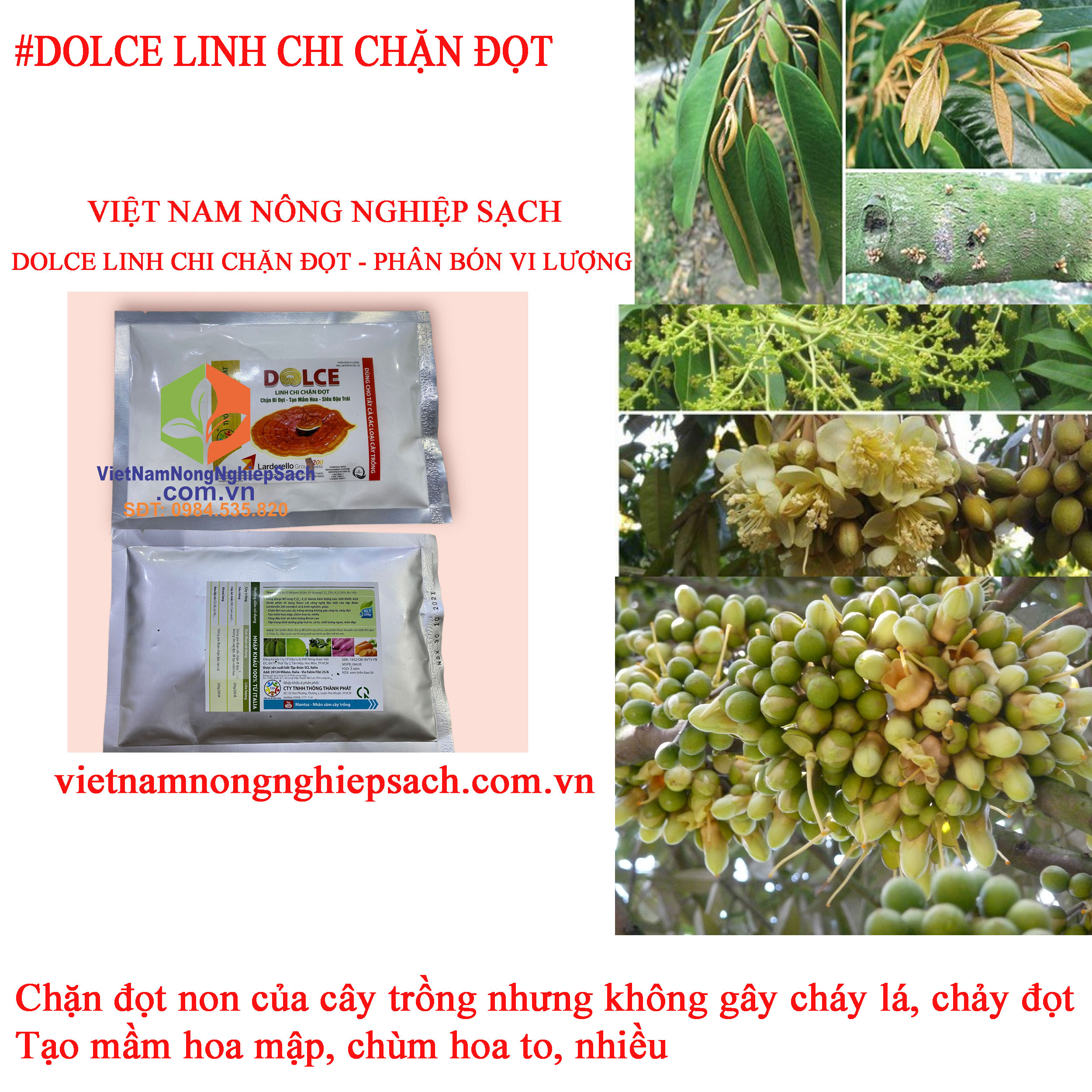 DOLCE-LINH-CHI-tạo-mầm-hoa