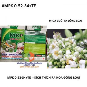 MPK-0-52-34+TE-RA-HOA-ĐỒNG-LOẠT