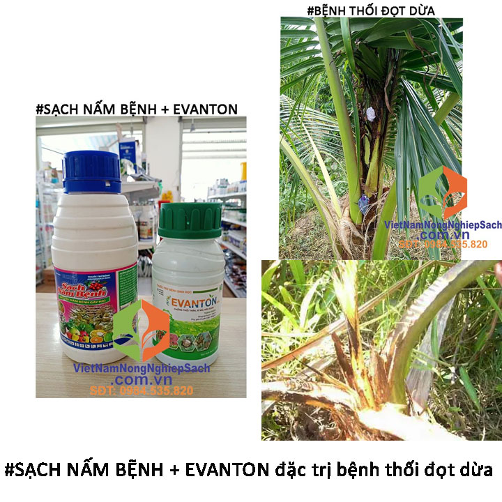 sạch-nấm-bệnh-evanton-trị-bệnh-thối-đọt